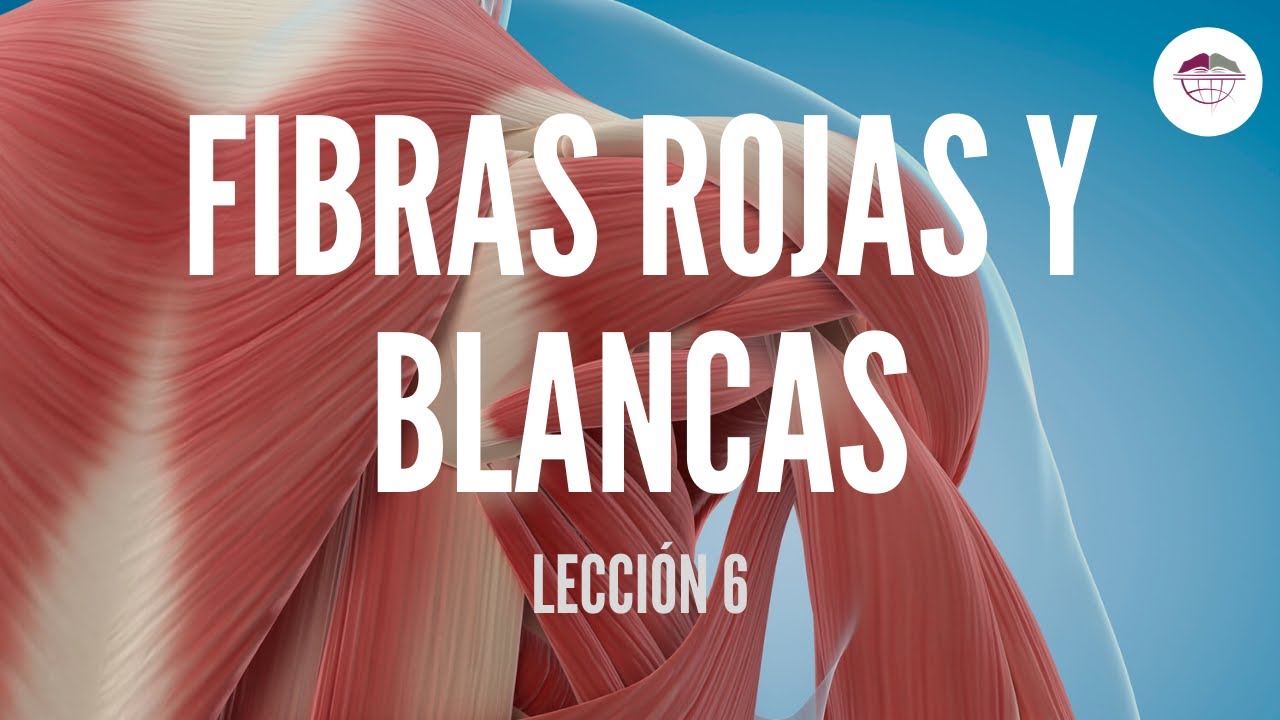 6. FIBRAS MUSCULARES ROJAS Y BLANCAS (FISIOLOGÍA MUSCULAR)