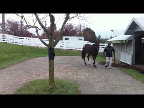 Keeneland November Sale 2014: Hip 377- Peace Preserver