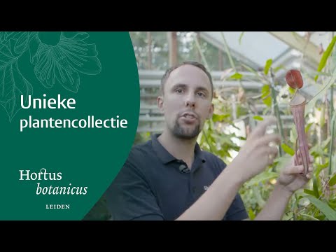 Nepenthes at Hortus botanicus Leiden (English subtitles)