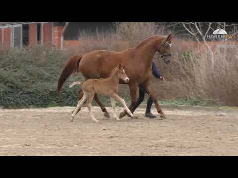 Hengstfohlen von Fuerst Wilhelm x Fiorano   HD 720p