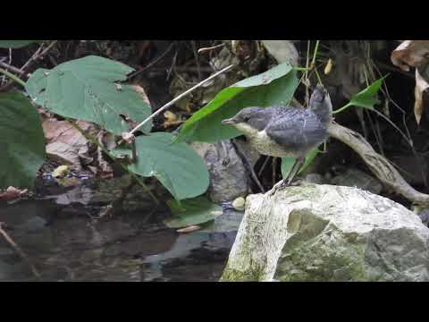 Merlo acquaiolo / White-throated Dipper (Cinclus cinclus)