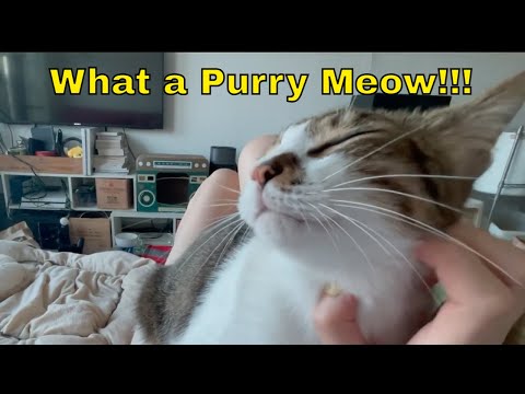 Cat Purring Super Loud :)