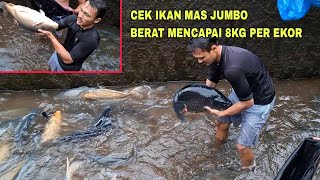 Download lagu CEK INDUK IKAN MAS JUMBO BERATNYA MENCAPAI 8KG PER EKOR mp3 Download lagu CEK INDUK IKAN MAS JUMBO BERATNYA MENCAPAI 8KG PER EKOR mp3