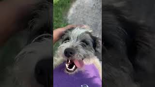 Video preview image #1 Australian Shepherd-Unknown Mix Puppy For Sale in Grafton, WI, USA