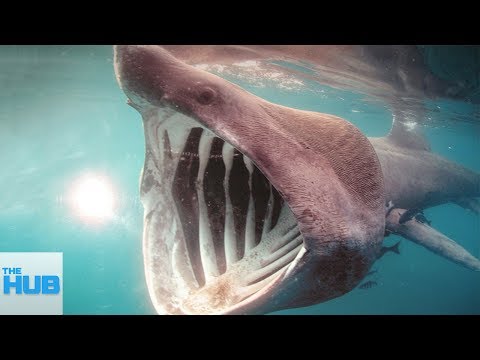 The Most Rare Shark Species Hidden in The Ocean