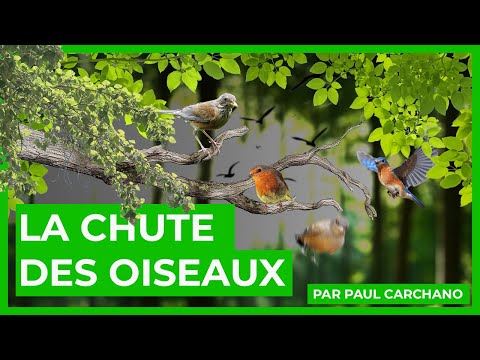 Le photographe des dunes