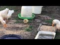 Saxony Duckling