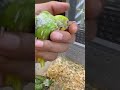 手乗りセキセイインコ(ヒナ)のYouTubeサムネイル画像
