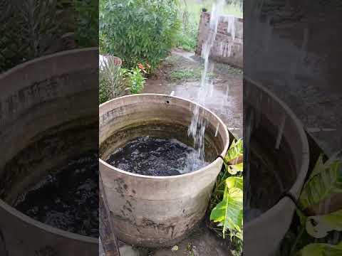 chuva Passira Pernambuco muita chuva #fouryou #vidanaroça #sitio #plantas #humor #frutas