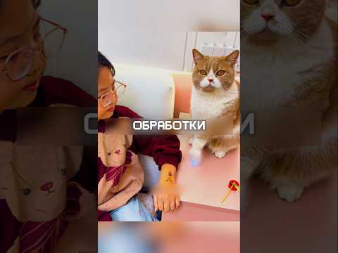 Кот оказался настоящим другом #shorts #кот