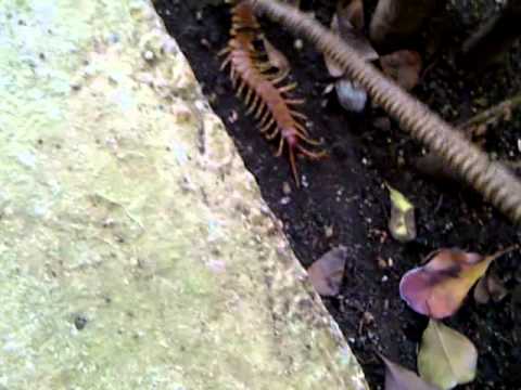 Evil centipede 12 hours after being decapitated.