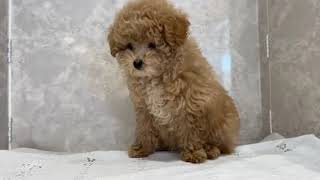 トイプードルの動画01