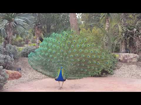 Great Peacock Dance Display