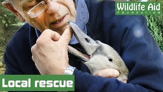 Simon saves stranded swan