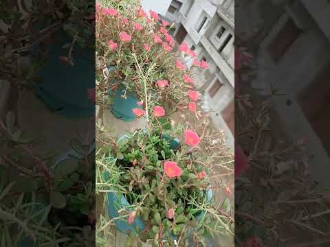 #flowers .pursline flower #gardening