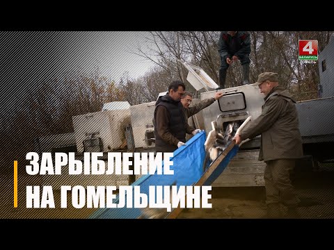 1 500 кг малька толстолобика выпустили в гомельские озёра видео
