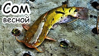 Время ловля сома на донку весной