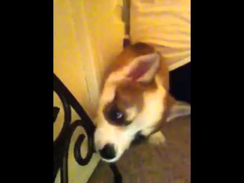 Lil Kinko iPod chase!!!