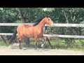 Hongre - lusitanien - 4 ans - Dressage - France