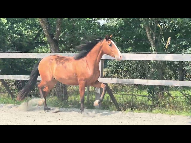 Hongre - lusitanien - 4 ans - Dressage - France