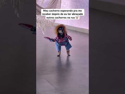 MEU CACHORRO ESPERANDO EU CHEGAR EM CASA 🤡