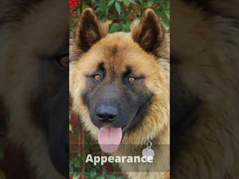 ジャーマンシェパードアキタミックスのすべて