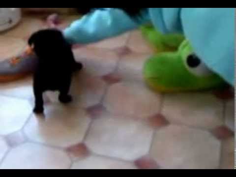 Ein kleiner Micky geht voll ab