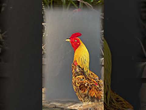Beautiful Rooster ❤️😍