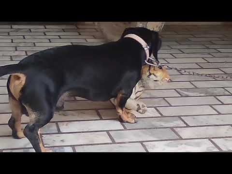 My favorite 🐶🐶🐶👍👍🌠🌠🌠