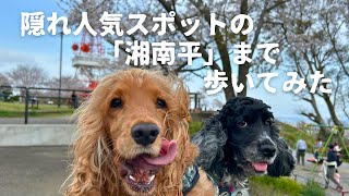 【お散歩スポット巡り#46】湘南平に登ってみた！　イングリッシュコッカースパニエル「みみ」 の気持ち