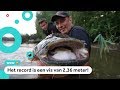 'Monstermeervallen' in Nederland gevangen