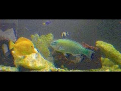 download lagu mp3 mp4 Fishcam, download lagu Fishcam gratis, unduh video klip Fishcam