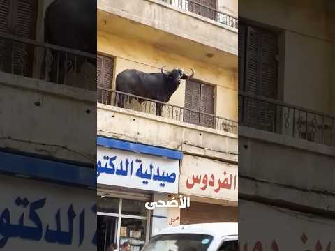 10 غلطات أوعى تعملها مع البقر في عيد الأضحى 😨