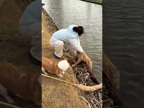 Rescue mission failed — she’s having way too much fun to leave the water 🐶💦😄#WaterLover  #DogLogic