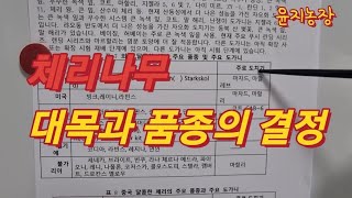 체리품종, 체리대목 어떤게 좋을까?