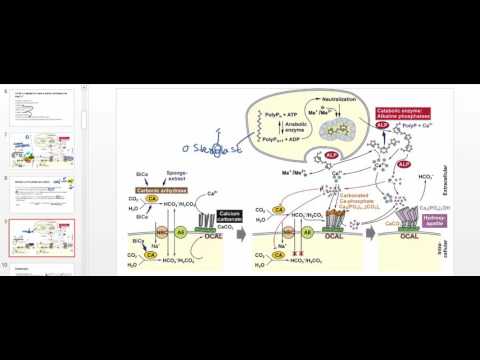 Osteoblast Physiology
