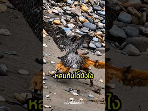 เมื่อสุนัขจิ้งจอกถูกเหยี่ยวล่า 🦊