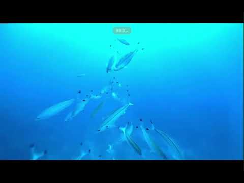 水中ドローン撒き餌動画