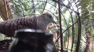 Download lagu merbuk derak tandang mp3 Download lagu merbuk derak tandang mp3