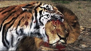 معركة قوية وشرسة أسد ضد نمر شاهد من المنتصر