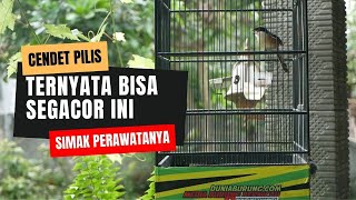 Download lagu Cendet Pilis Ternyata Bisa Gacor - Simak Perawatanya !!! mp3