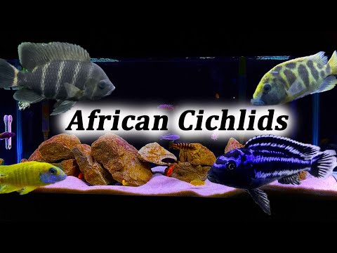All About African Cichlids | What Type Should You Buy?