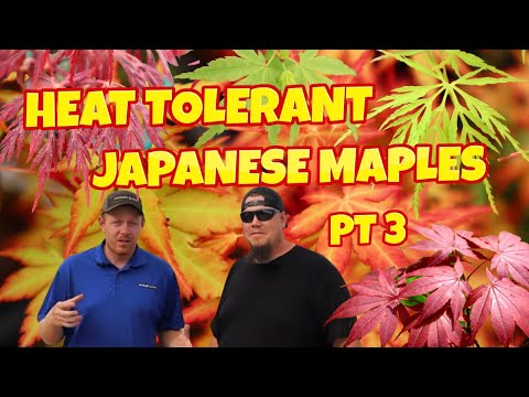 Heat Tolerant Japanese Maples ~ Part 3