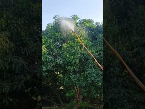 FLOWERING STAGES MANGO SPRAY.