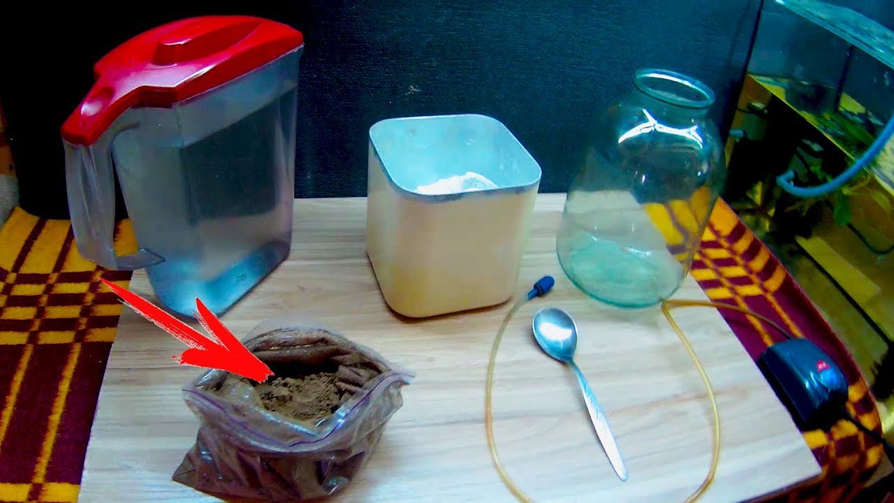 Растим рачков. Вырастить рачков артемии набор. Как развести артемию. Как развести артемию. Инкубатор для рачков артемии.