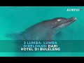 2 Lumba Lumba Direlokasi Dari Hotel Di Buleleng