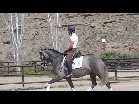 Cavalla PRE Andaluso In vendita 2017 Grigio ,  FER GALLARDO