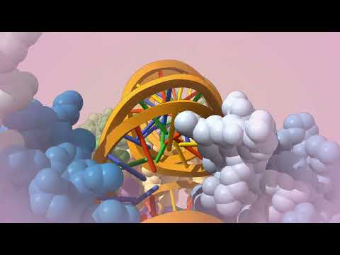 🌪 Entropic Forces Shaping Nucleosome Dynamics