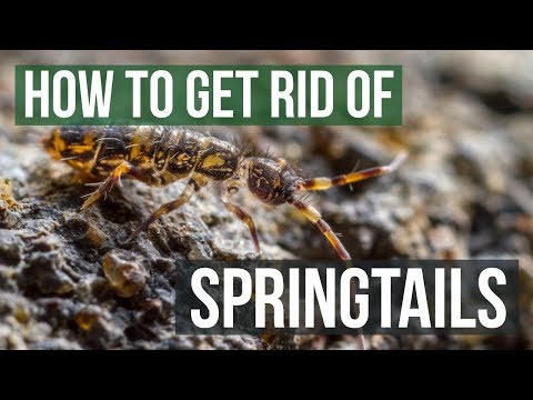 How to Get Rid of Springtails (4 Easy Steps)
