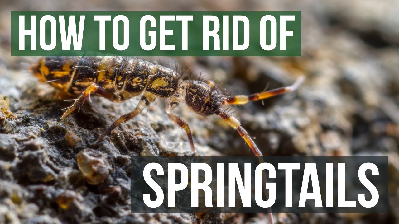 Why Do I Have Springtails in the Bathroom? - Insectek Pest Solutions
